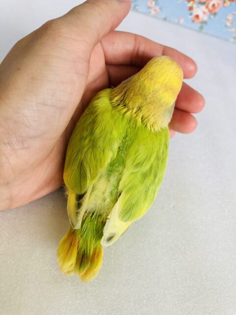 コザクラインコ（小桜インコ）