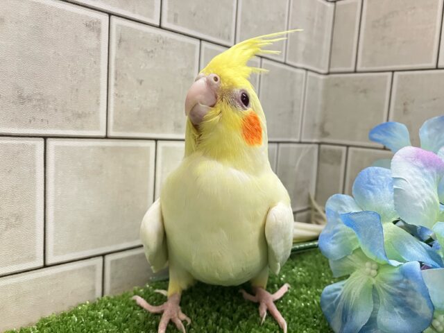 オカメインコ