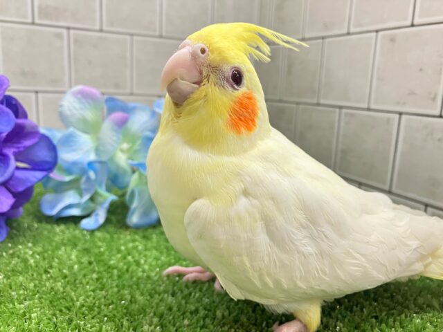オカメインコ