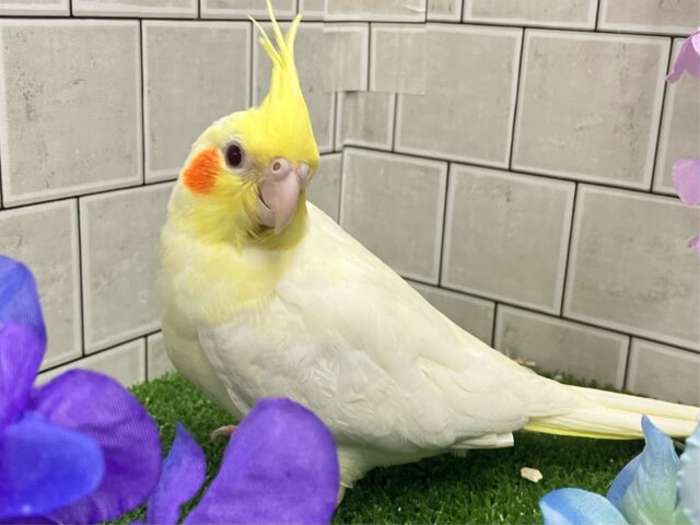 オカメインコ