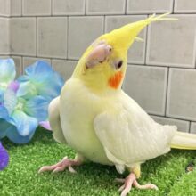 前かけ装着‎𖤐 ̖́-‬ご飯スイッチ𝐎𝐍❕🍼 ⟡꙳オカメインコ(ルチノー/2025年3月生まれ)