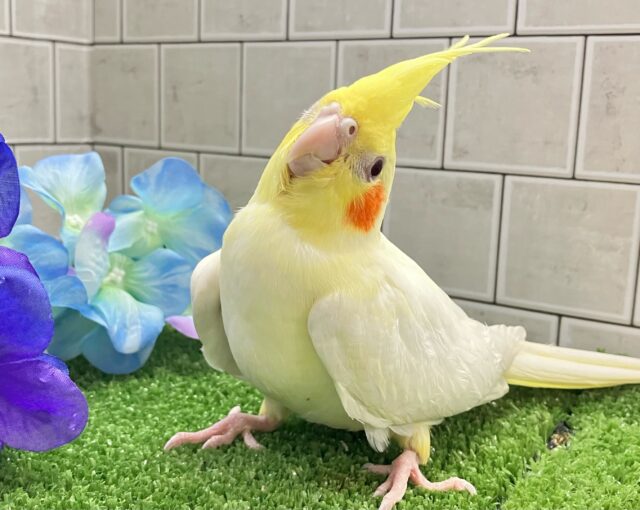 前かけ装着‎𖤐 ̖́-‬ご飯スイッチ𝐎𝐍❕🍼 ⟡꙳オカメインコ(ルチノー/2025年3月生まれ)