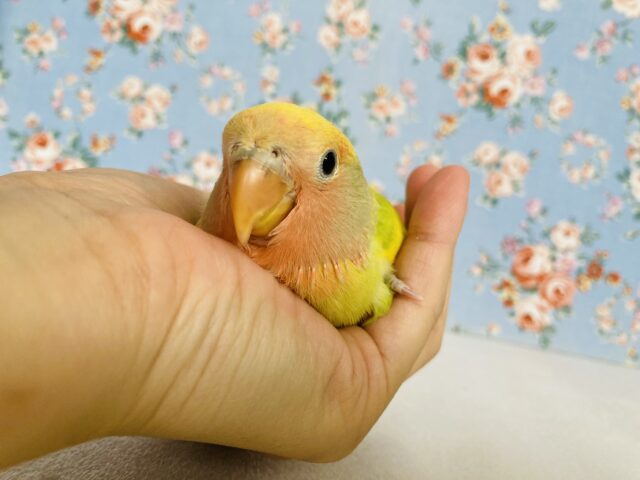 コザクラインコ（小桜インコ）
