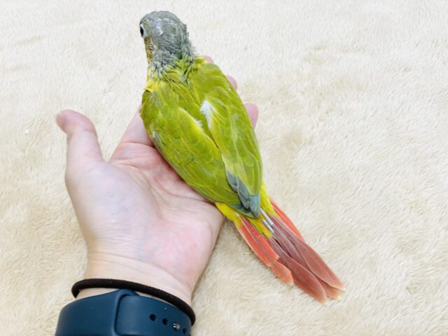 ホオミドリウロコインコ