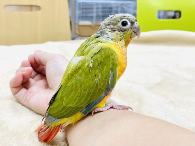 ホオミドリウロコインコ