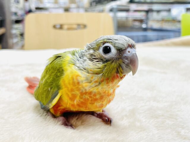 ホオミドリウロコインコ