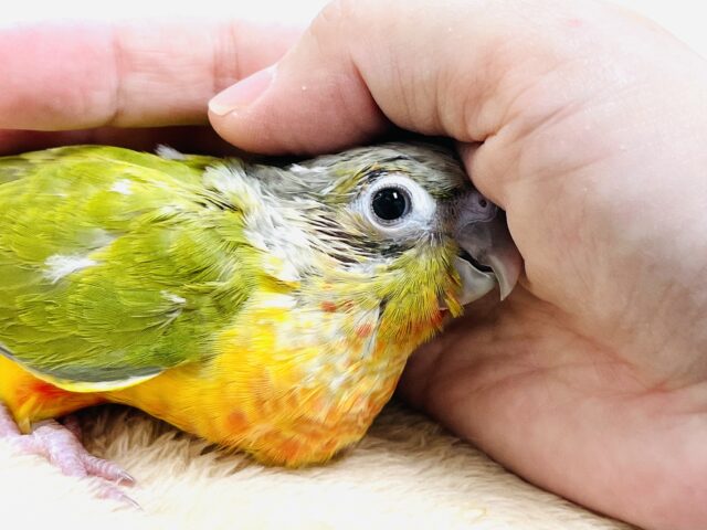 ホオミドリウロコインコ