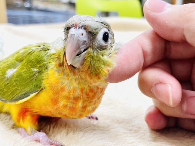 ホオミドリウロコインコ