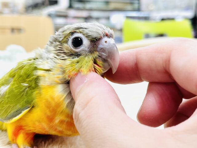 ホオミドリウロコインコ