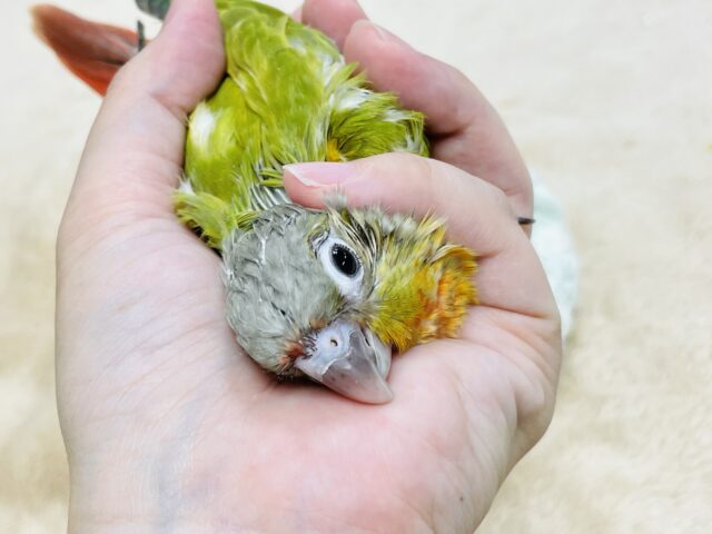 ホオミドリウロコインコ