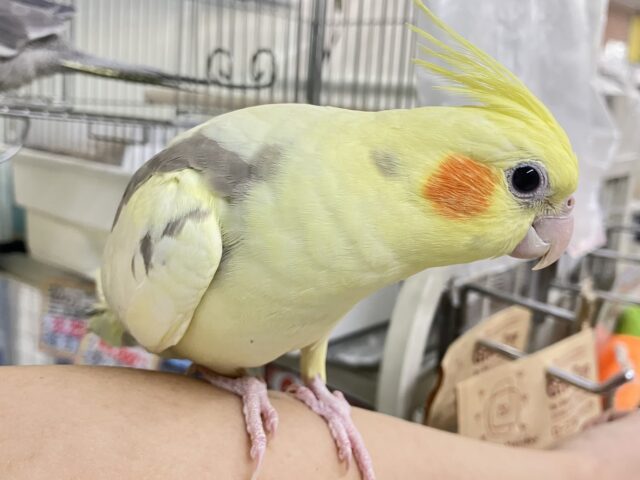 オカメインコ