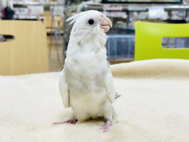 オカメインコ