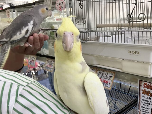 オカメインコ