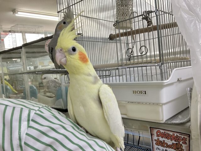 オカメインコ