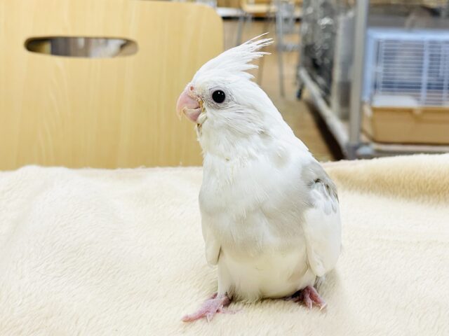 オカメインコ