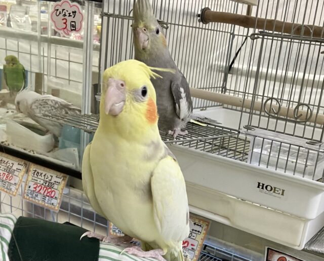 オカメインコ