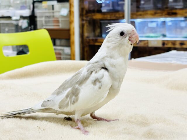 オカメインコ