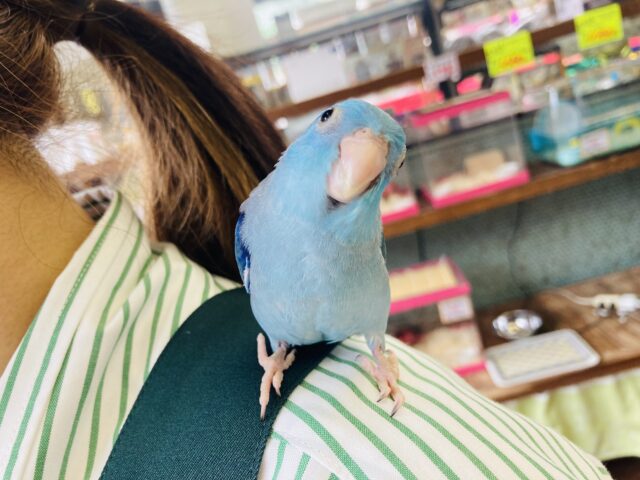 マメルリハ