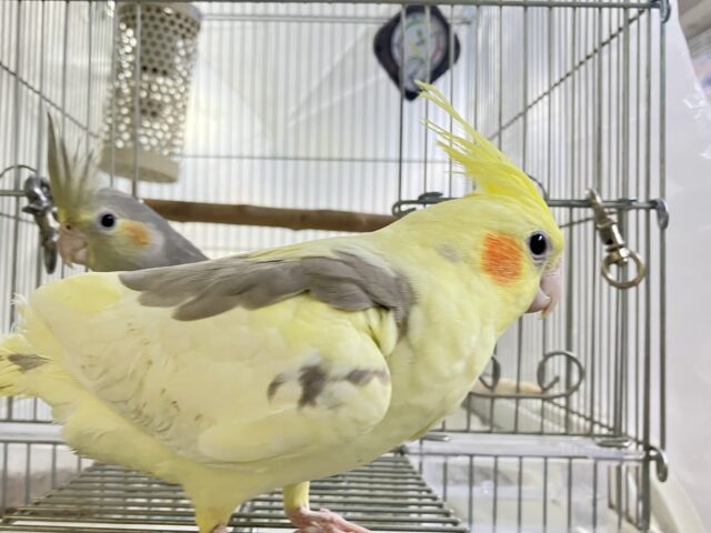 オカメインコ
