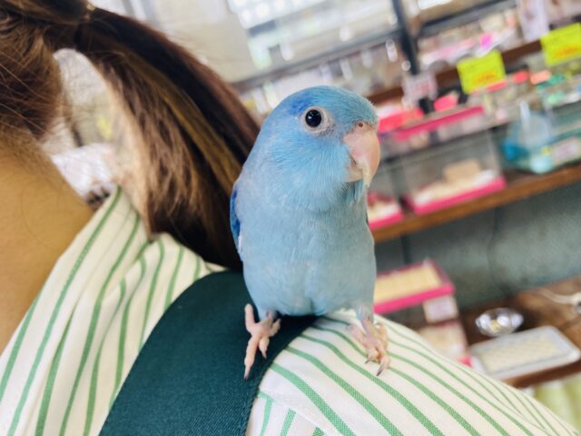 マメルリハ