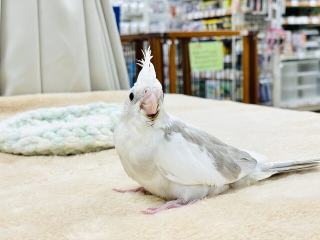 オカメインコ
