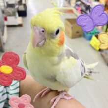 まったりꕤ.｡バナナラテ𝕧𝕒𝕔𝕒𝕥𝕚𝕠𝕟🍌🌴  ̖́-オカメインコ(パイド/2025年3月生まれ)
