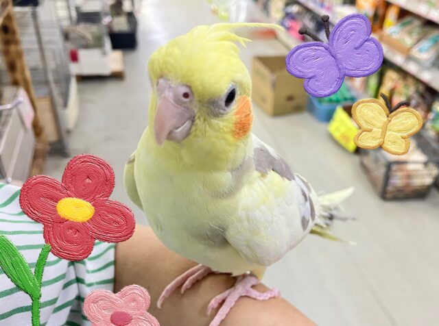 まったりꕤ.｡バナナラテ𝕧𝕒𝕔𝕒𝕥𝕚𝕠𝕟🍌🌴 ̖́-オカメインコ(パイド/2025年3月生まれ)