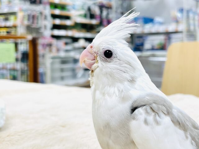 オカメインコ