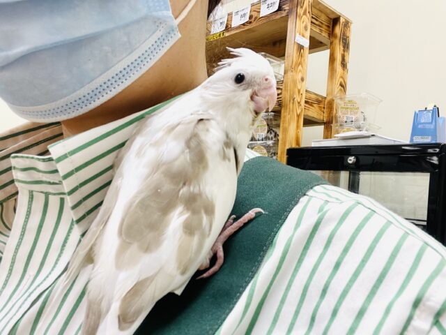 オカメインコ