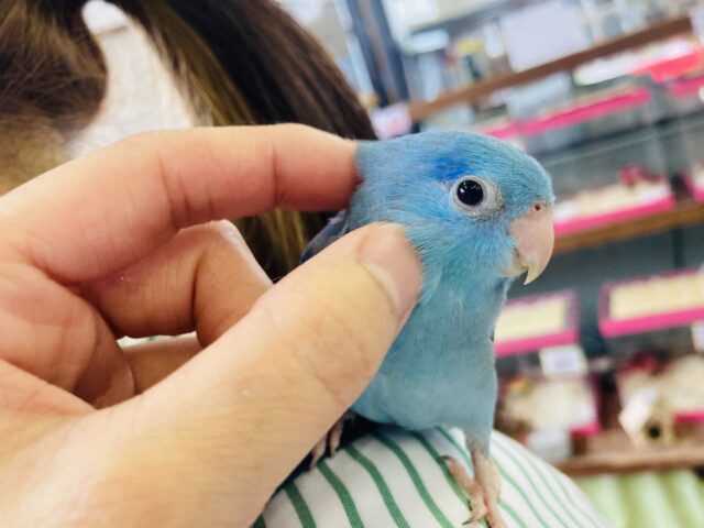 マメルリハ