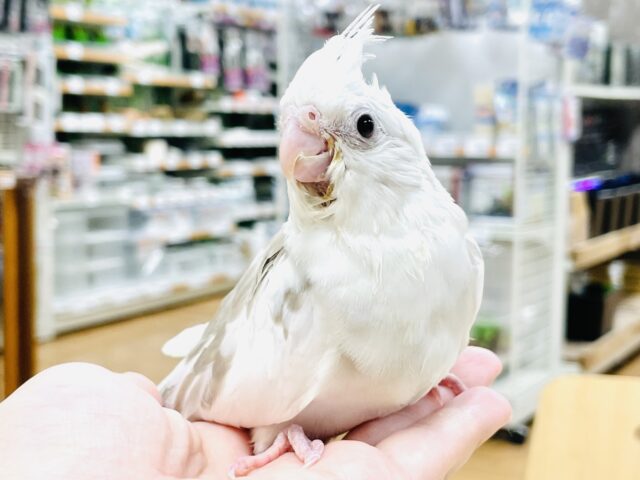 オカメインコ