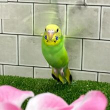 シュババっと参上ｩ❕森で修行チュウ🥷🌳⋆꙳　セキセイインコ(グリーンオパーリン/2025年3がつ生まれ)