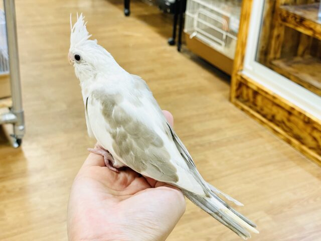 オカメインコ