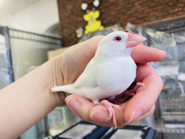 アルビノ文鳥