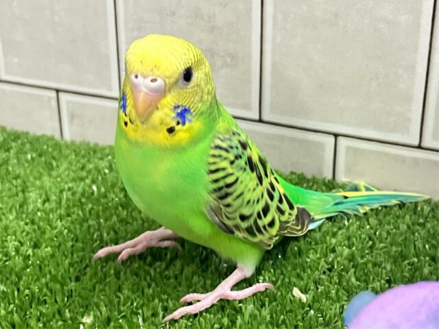 セキセイインコ