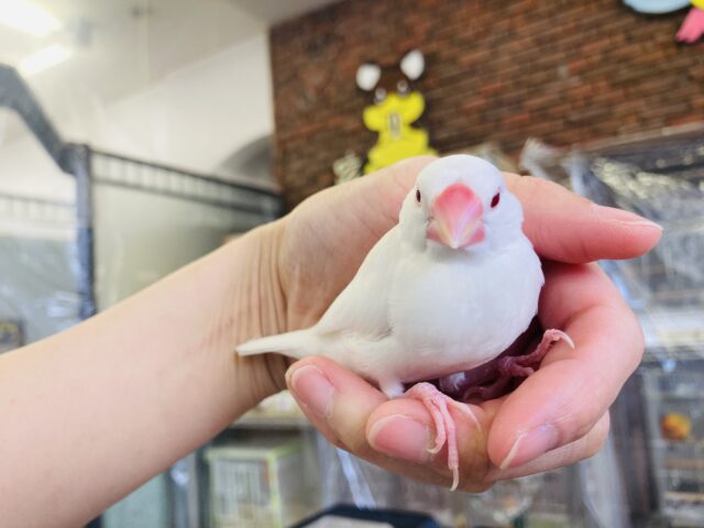 アルビノ文鳥