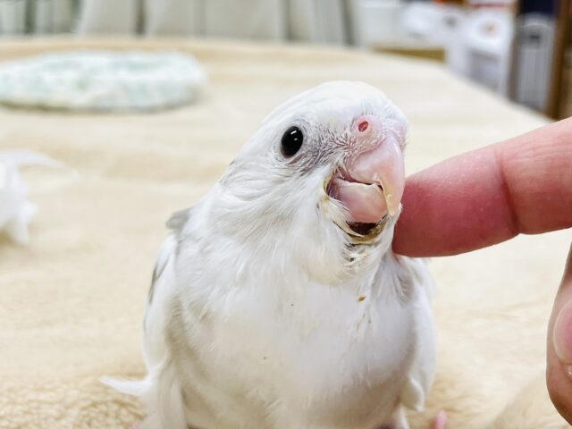 オカメインコ