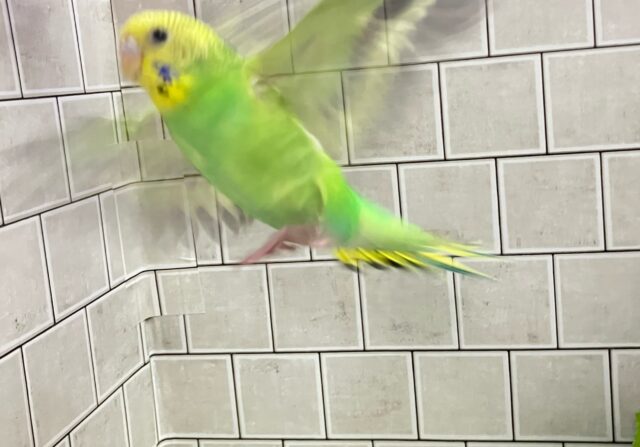 セキセイインコ