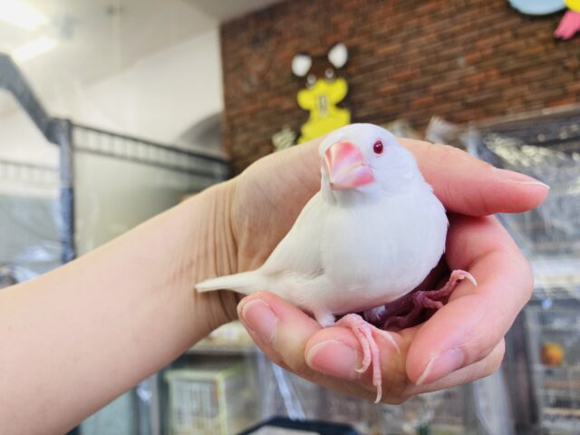 説明画像です