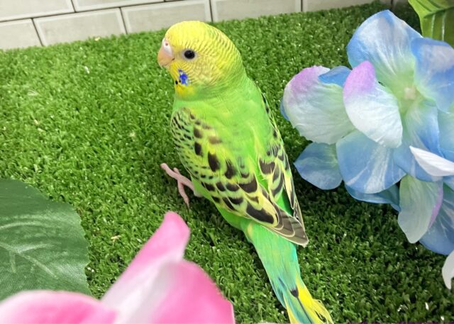 セキセイインコ