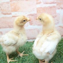 ピヨピヨ🐥🐥ボリスブラウン