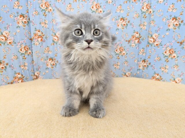 甘えん坊スリスリボーイ💙　サイベリアンの男のコ　2025/5/16撮影
