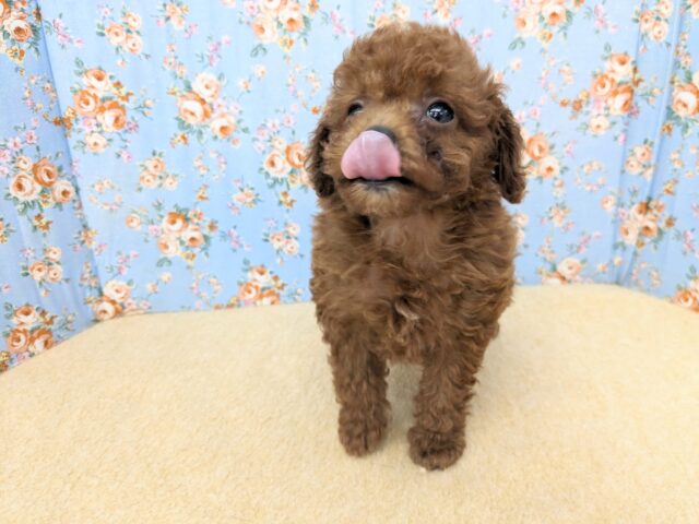 トイプードル