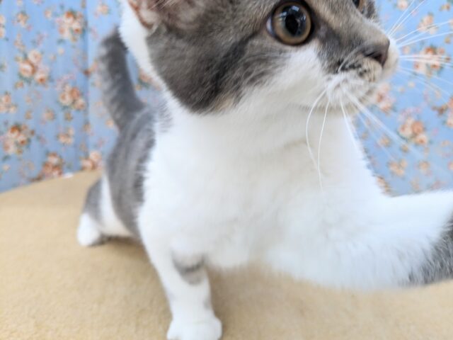 スコティッシュフォールド