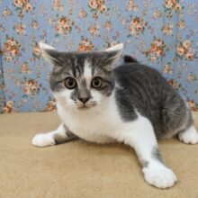 最新画像更新☆遊ぶの大好きカッパツくん♪　スコティッシュフォールドの男のコ　2025.5/16撮影