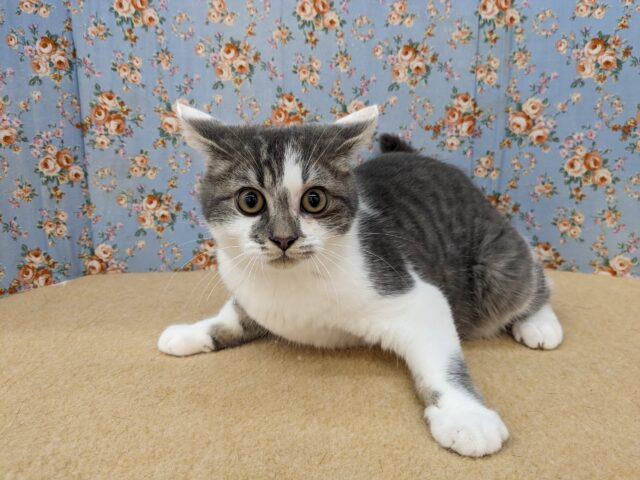 最新画像更新☆遊ぶの大好きカッパツくん♪　スコティッシュフォールドの男のコ　2025.5/16撮影