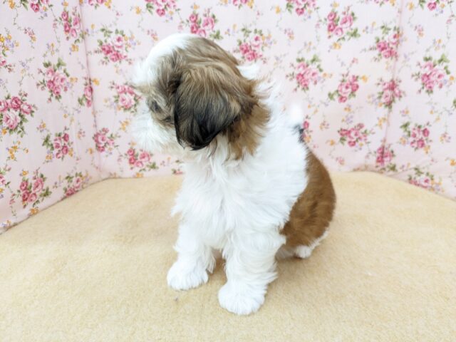 説明画像です
