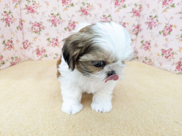 説明画像です