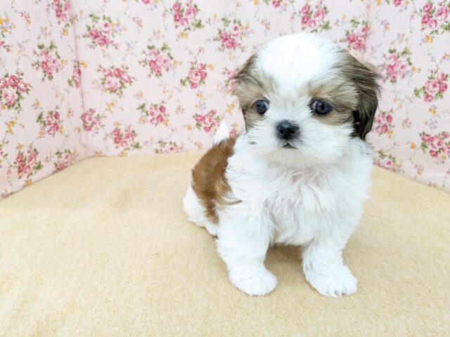 説明画像です