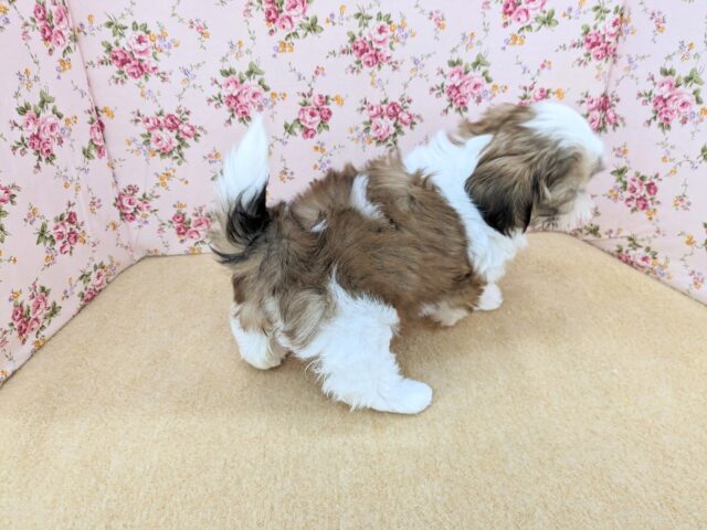 説明画像です